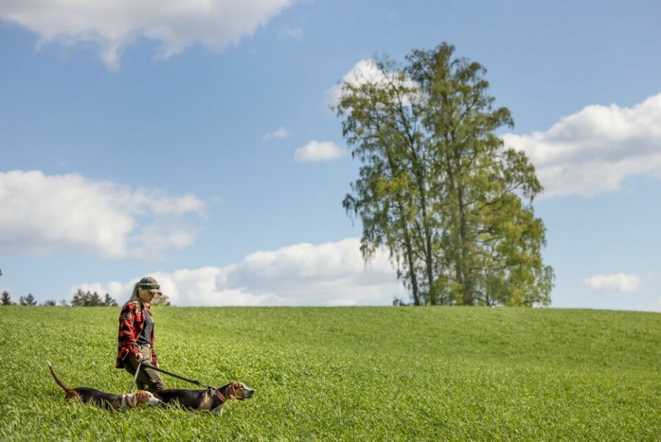Et godt tips for å prege unghunden, er å slippe den på sikker revefot første høst – gjerne rev man får øye på i kulturlandskapet.