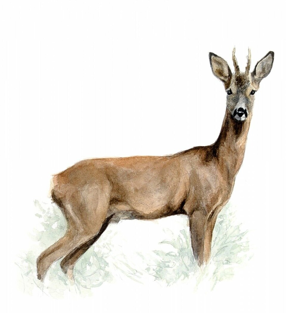 Slik bedømmer du råbukkens alder