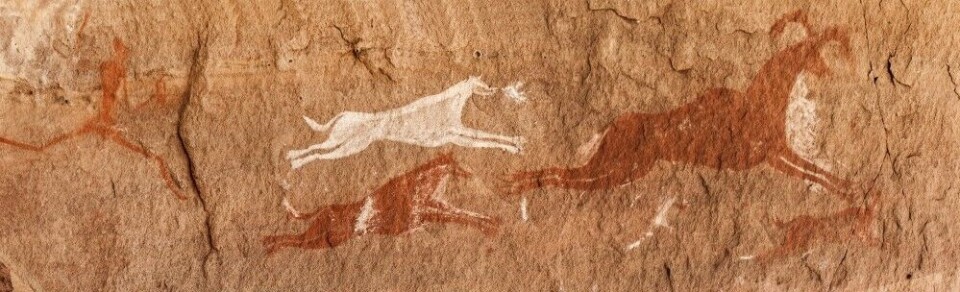 Forhistorisk hulemaleri fra Akakus-fjellene i Libya, viser at hunden har vært brukt til jakt i tusener av år. Liknende bilder fra det samme område er datert til å være ca. 7000 år gamle. Forhistorisk hulemaleri fra Akakus-fjellene i Libya, viser at hunden har vært brukt til jakt i tusener av år. Liknende bilder fra det samme område er datert til å være ca. 7000 år gamle.