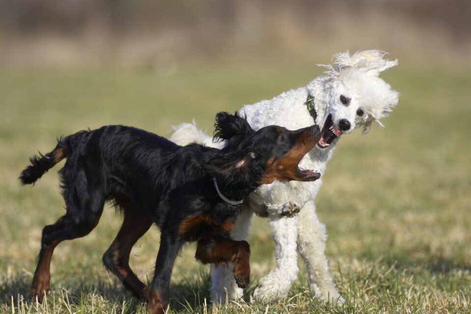 Gjennom selektiv avl har mennesket fremmet stor variasjon i egenskaper hos hunden. Ingen andre husdyr kan skilte med et liknende sprik. Her ser vi en puddel og en gordonsetter. De to rasene har rett nok flere fellestrekk enn mange kanskje tror. Puddel ble opprinnelig regnet som en apporterende fuglehund, men klassifiseres i dag som selskapshund. Gjennom selektiv avl har mennesket fremmet stor variasjon i egenskaper hos hunden. Ingen andre husdyr kan skilte med et liknende sprik. Her ser vi en puddel og en gordonsetter. De to rasene har rett nok flere fellestrekk enn mange kanskje tror. Puddel ble opprinnelig regnet som en apporterende fuglehund, men klassifiseres i dag som selskapshund.
