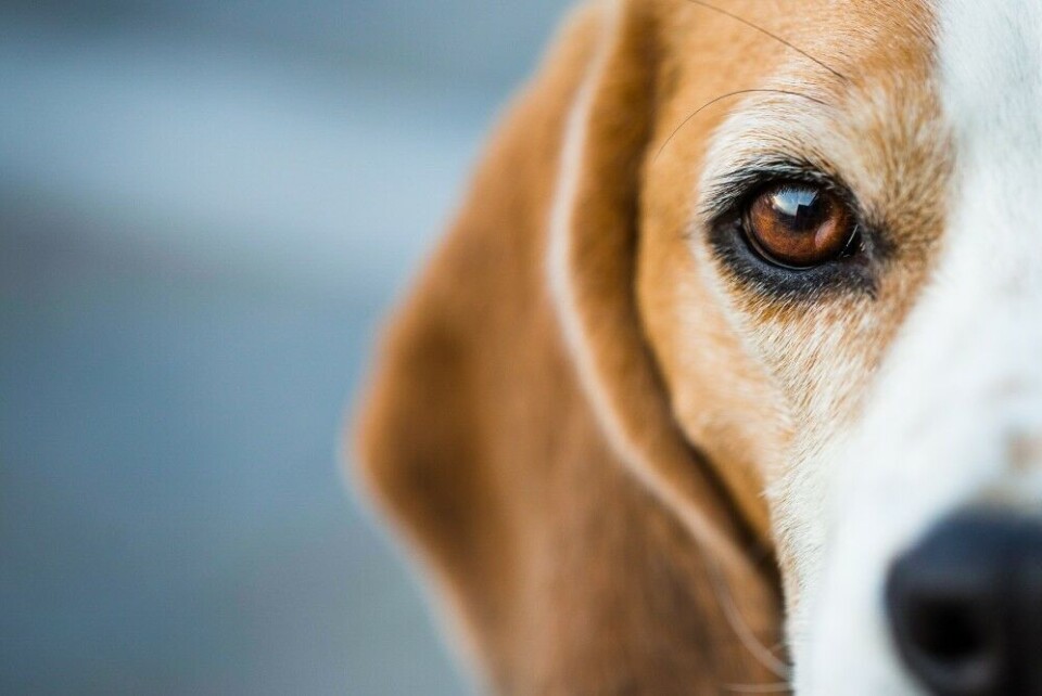 Hunden har utviklet en unik evne til å plukke opp våre signaler, og omtales ofte som en sosial tusenkunstner. Hunden har utviklet en unik evne til å plukke opp våre signaler, og omtales ofte som en sosial tusenkunstner.