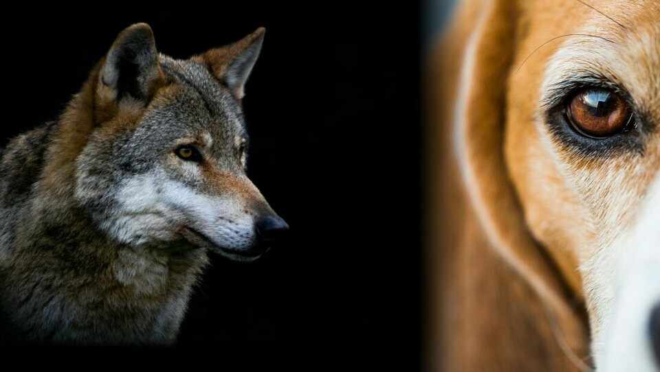 Ulven (Canis lupus) har felles opphav med tamhund (Canis familiaris) og dingo.