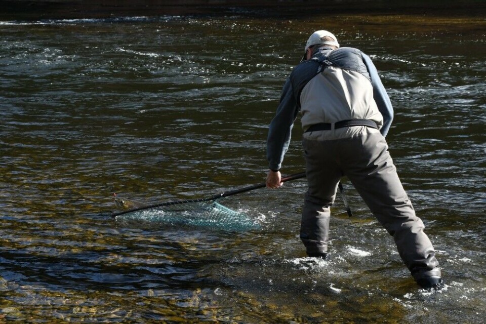 Ghillie Rod Dixon håver fisken med sikker hånd. Ghillie Rod Dixon håver fisken med sikker hånd.