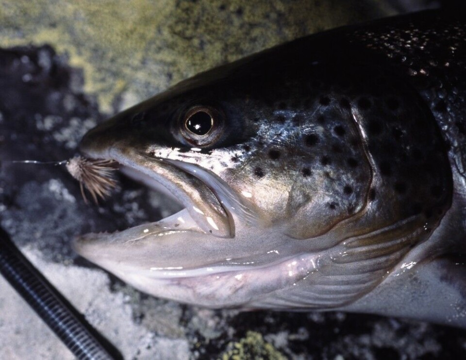 Nattfiske med stripende fluer som imiterer vårfluer, fiskeimitasjoner er museimitasjoner er både enkelt og svært effektivt. Man gir fisken god mulighet til å se/høre flua, og siden den stripes, tar fiskene rimelig hardt. Her har en tokilosørret falt for en Streaking Caddis i Jotunheimen. Nattfiske med stripende fluer som imiterer vårfluer, fiskeimitasjoner er museimitasjoner er både enkelt og svært effektivt. Man gir fisken god mulighet til å se/høre flua, og siden den stripes, tar fiskene rimelig hardt. Her har en tokilosørret falt for en Streaking Caddis i Jotunheimen.