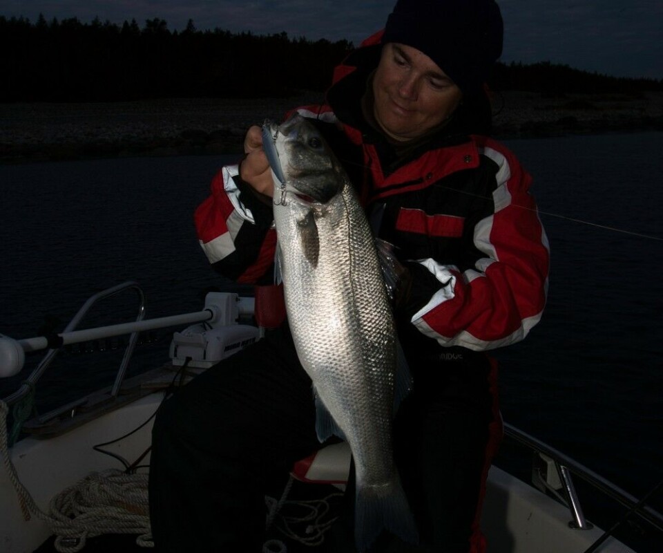 Med brisling og nappvarsler satset artikkelforfatteren på å overnatte og fiske fra oppankret båt på grunna. Målet var sjøørret eller havabbor, men makrellen beit natta igjennom (!) og ødela prosjektet. Med wobbler ble det allikevel suksess da en havabbor på 2,8 kg lot seg friste en halvtime før soloppgang. Med brisling og nappvarsler satset artikkelforfatteren på å overnatte og fiske fra oppankret båt på grunna. Målet var sjøørret eller havabbor, men makrellen beit natta igjennom (!) og ødela prosjektet. Med wobbler ble det allikevel suksess da en havabbor på 2,8 kg lot seg friste en halvtime før soloppgang.
