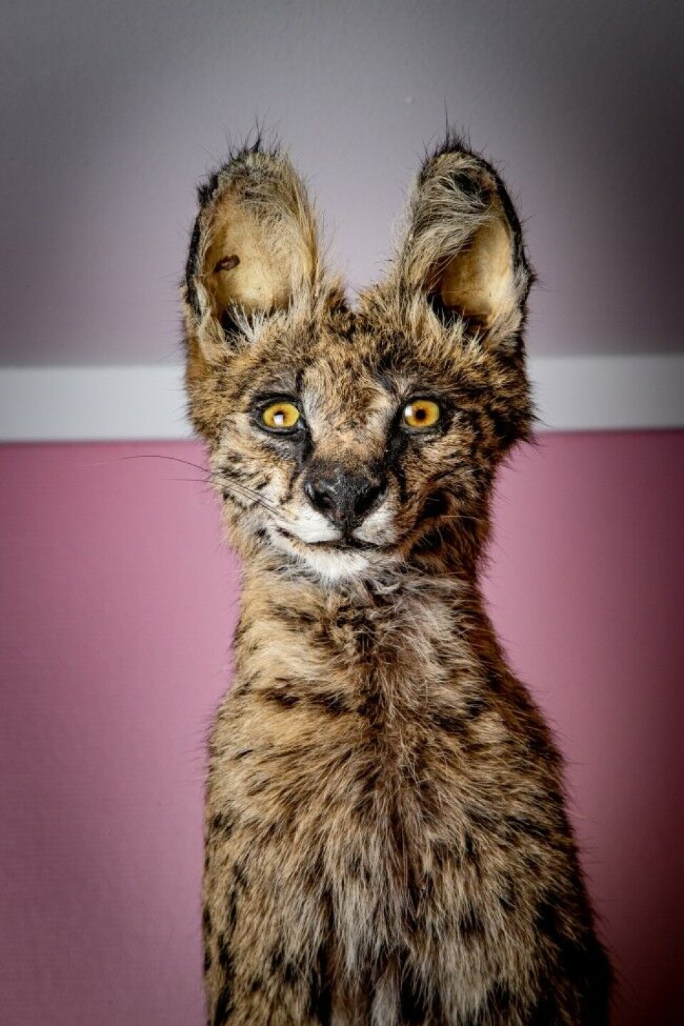 Som troféjeger har Nils-Ole Stubberud sans for det litt sære. Her en Serval, felt i mai 2018 i Limpopo, Sør-Afrika. Serval, (Felis serval) er en langlemmet katt. Nattjeger. Kan bli opptil 18 kg med en skulderhøyde på 60 cm.