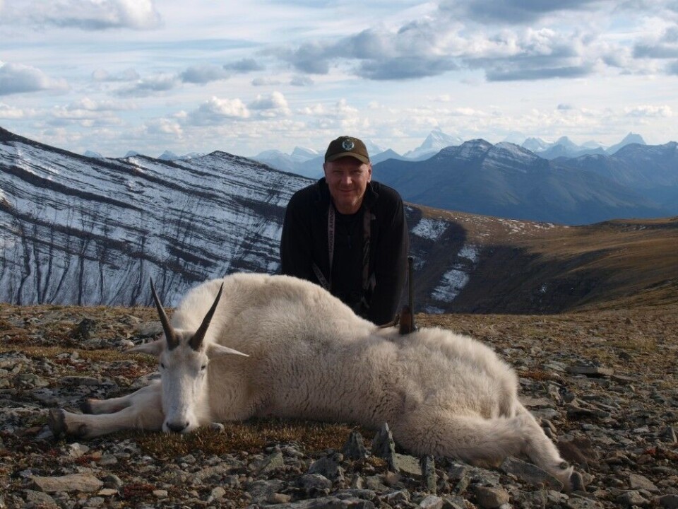 American Mountain Goat felt i British Colombia i september 2017. Fjellgeita har førsteklasses syn og oppholder seg i bratte fjell.