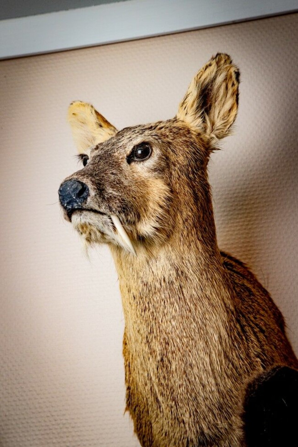Chinese Water Deer, felt i England i 2014. Arten kommer opprinnelig fra-Kina og Korea, importert av hertugen av Bedford til hans eiendom ved Woburn Abbey tidlig på 1900-tallet. Rømlinger herfra og andre steder har etablert ville bestander i det sørøstlige England. Også introdusert (1960–1965) for jaktformål i Frankrike, hvor den har tilpasset seg godt.