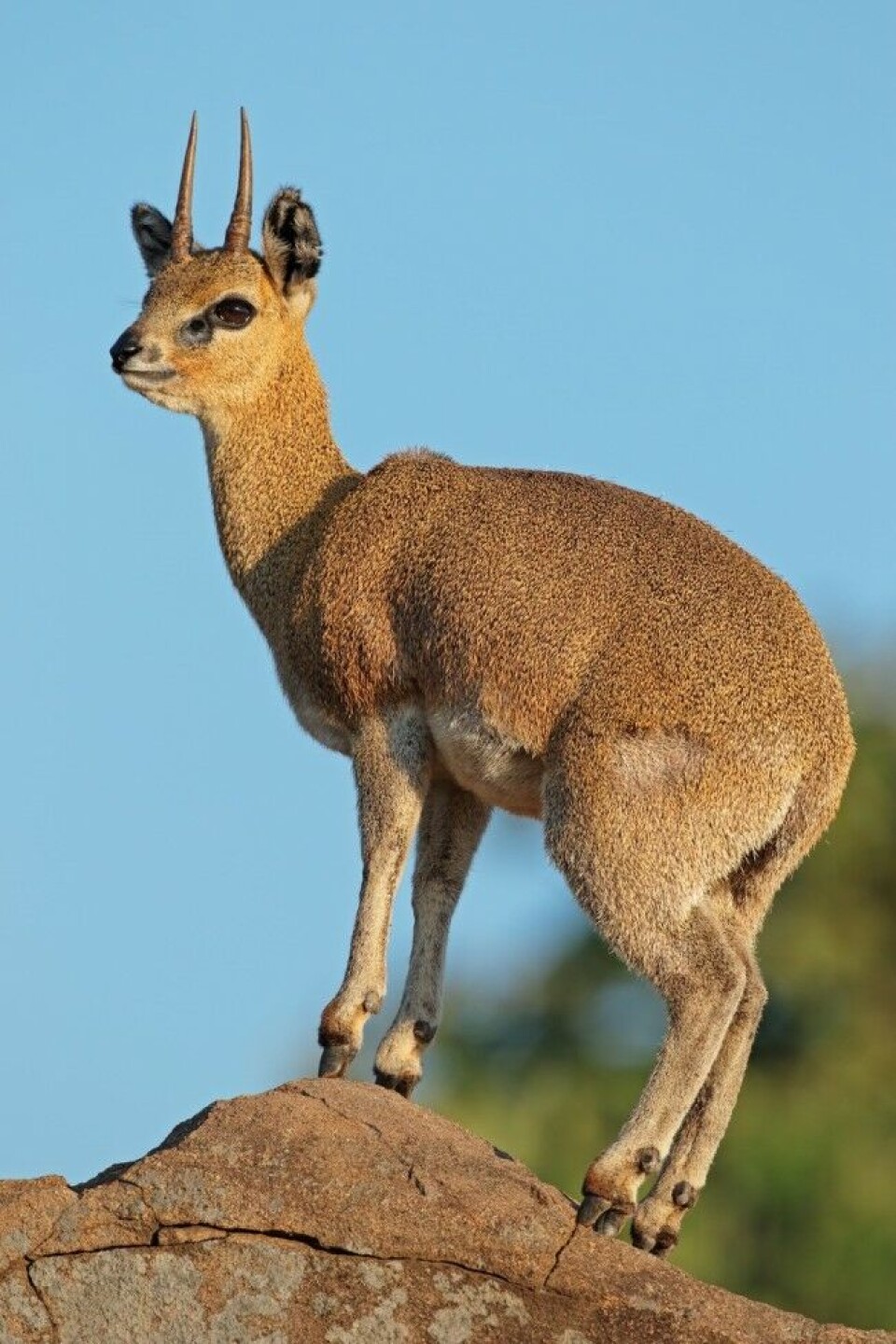 Klipspringer er den mest kjente av Afrikas The Tiny Ten, og etter manges mening også den vakreste av de små antilopeartene.