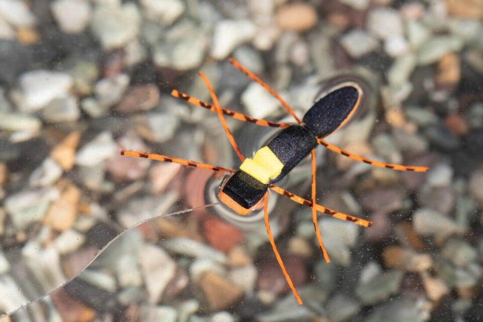 Den muterte monstermauren (som egentlig ikke skal imitere en maur) flyter godt og er godt synlig for fisken. Den muterte monstermauren (som egentlig ikke skal imitere en maur) flyter godt og er godt synlig for fisken.