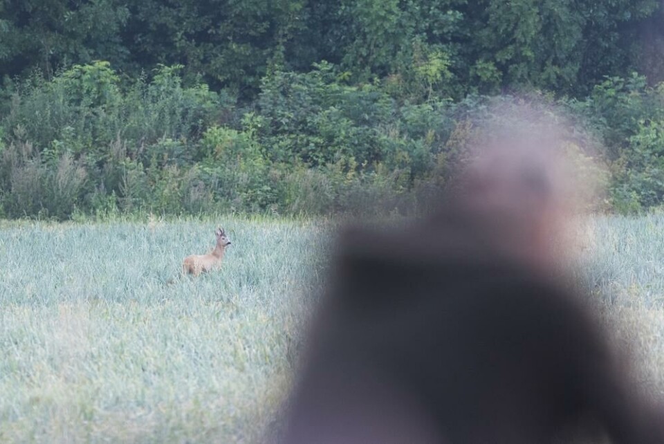 Bukken i løkåkeren bak huset i Brunlanes går rett ned i skuddet. 10 minutter seinere er den klar til flåing i låven. Bukken i løkåkeren bak huset i Brunlanes går rett ned i skuddet. 10 minutter seinere er den klar til flåing i låven.