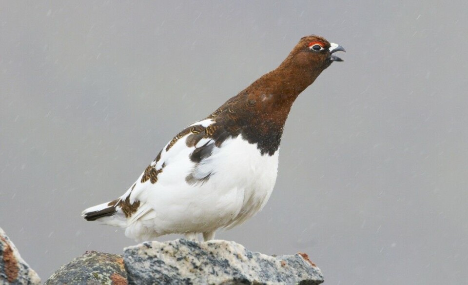 Stedbunden eller i bevegelse? Lirypa forflytter seg mer i terrenget enn det norske forskere hevder, ifølge svenske forskere. Dette gjelder særlig unge høner. Stedbunden eller i bevegelse? Lirypa forflytter seg mer i terrenget enn det norske forskere hevder, ifølge svenske forskere. Dette gjelder særlig unge høner.