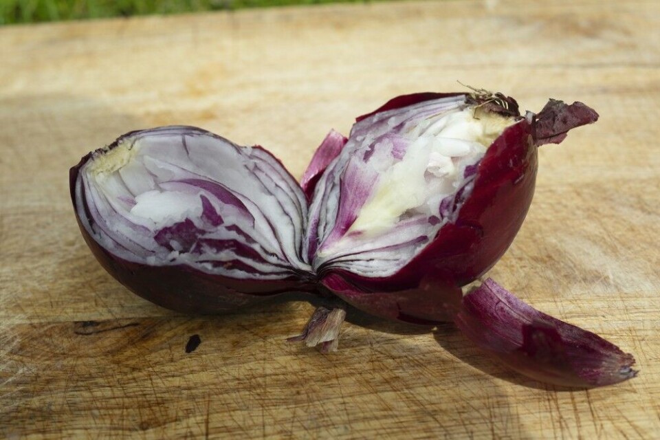 Jeg kan nesten garantere at dette er den enkleste bukkeretten det er mulig å lage. Som tilbehør bruker jeg urtesmør og rå rødløk. Ja, du hørte riktig. Jeg er over gjennomsnittlig glad i pølser, og spiser den ofte med rå løk. Jeg har aldri skjønt hvorfor vi ikke bruker rå løk til flere retter. Jeg kan nesten garantere at dette er den enkleste bukkeretten det er mulig å lage. Som tilbehør bruker jeg urtesmør og rå rødløk. Ja, du hørte riktig. Jeg er over gjennomsnittlig glad i pølser, og spiser den ofte med rå løk. Jeg har aldri skjønt hvorfor vi ikke bruker rå løk til flere retter.