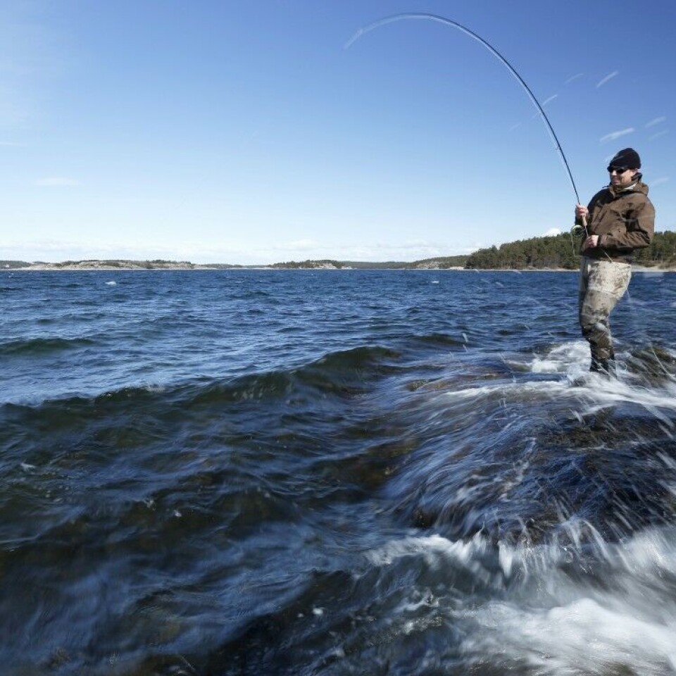 Slik lykkes du som sjøørretfisker