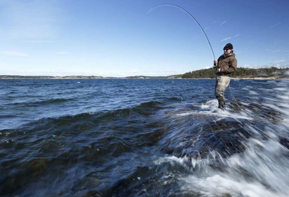 Slik lykkes du som sjøørretfisker