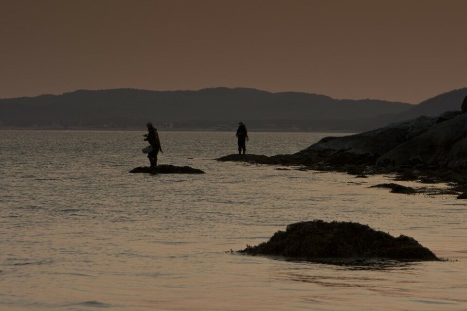 Lange kvelder og ekstreme tidevannsperioder gjør fisket både unikt og spennende. Her fra Alvenes, tett på den stabile Valnesfjorden hvor mange finner veien ned til vannet. Lange kvelder og ekstreme tidevannsperioder gjør fisket både unikt og spennende. Her fra Alvenes, tett på den stabile Valnesfjorden hvor mange finner veien ned til vannet.