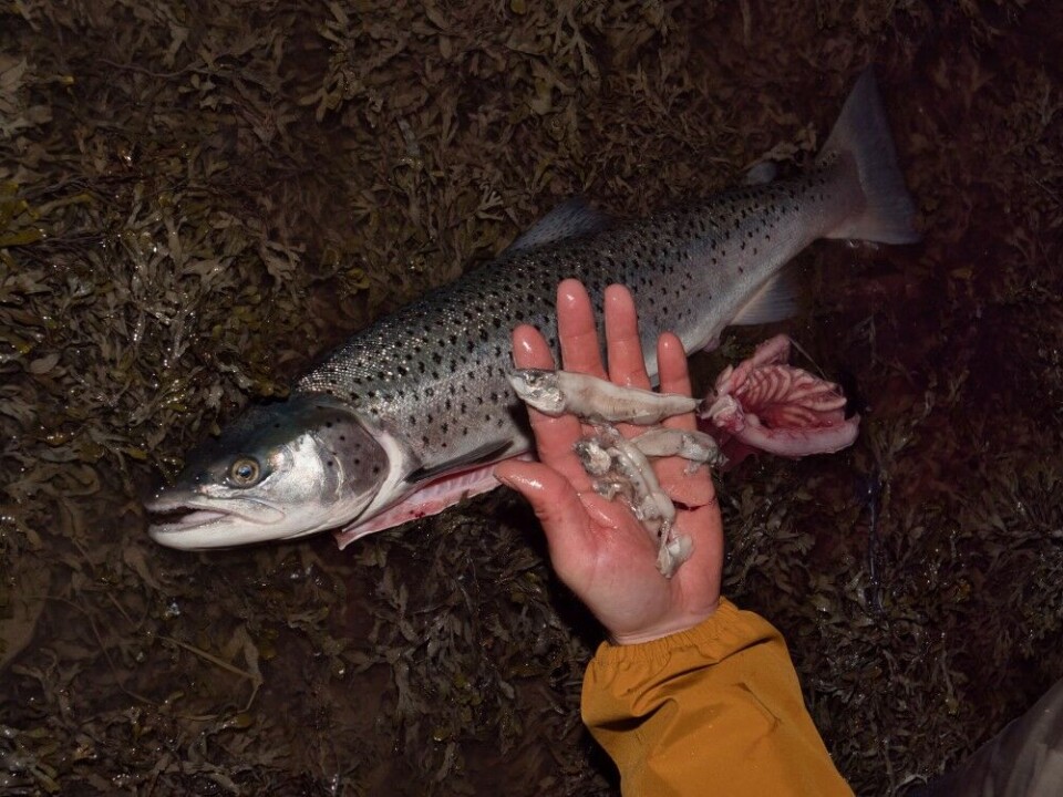 En av grunnene til at fiskene i nord blir så store, er god tilgang på mat. Denne ørreten ble tatt i mai, og hadde sild fra en lokal sildestamme i magen, disse er hyppigere tilstede enn havvandrende sild. En av grunnene til at fiskene i nord blir så store, er god tilgang på mat. Denne ørreten ble tatt i mai, og hadde sild fra en lokal sildestamme i magen, disse er hyppigere tilstede enn havvandrende sild.