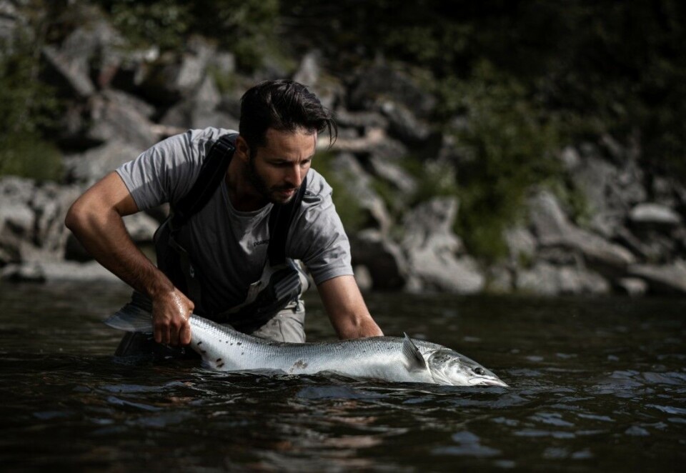 Orkla hadde et strålende fiske i sommer, med 7000 laks på land. Vi må tilbake til tidlig på 2000-tallet for å finne like gode fangster. 64 % og 67 % av laksen i Orkla og Gaula ble satt ut igjen. Orkla hadde et strålende fiske i sommer, med 7000 laks på land. Vi må tilbake til tidlig på 2000-tallet for å finne like gode fangster. 64 % og 67 % av laksen i Orkla og Gaula ble satt ut igjen.