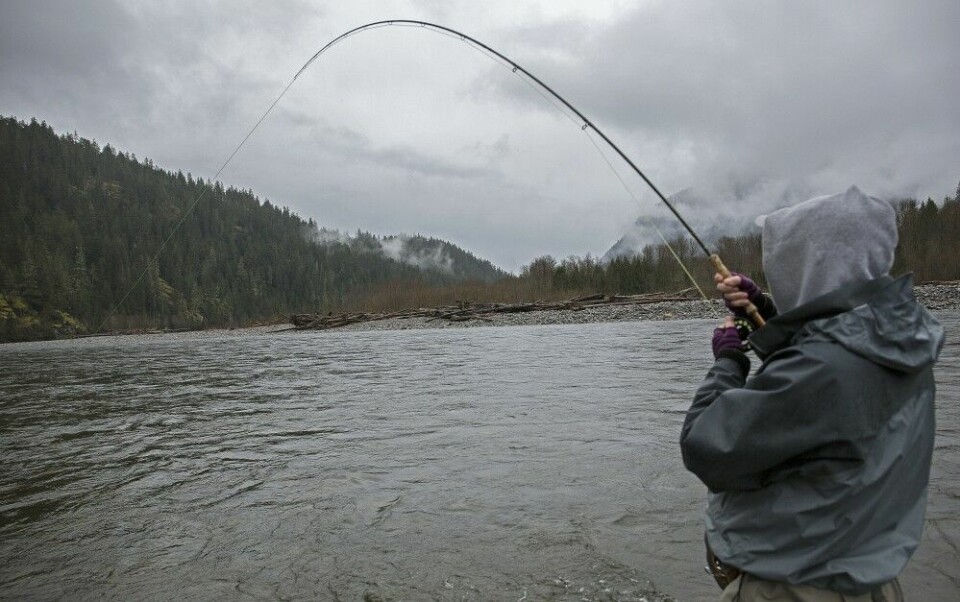 Squamish River er en kort, men bred elv, hvor det er en fordel å kunne kaste langt.