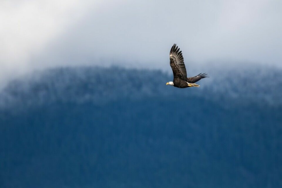 Bald eagle er synonymt med BC. Oppgangen i Squamsih River tiltrekker seg enorme mengder rovfugl utover sommeren.
