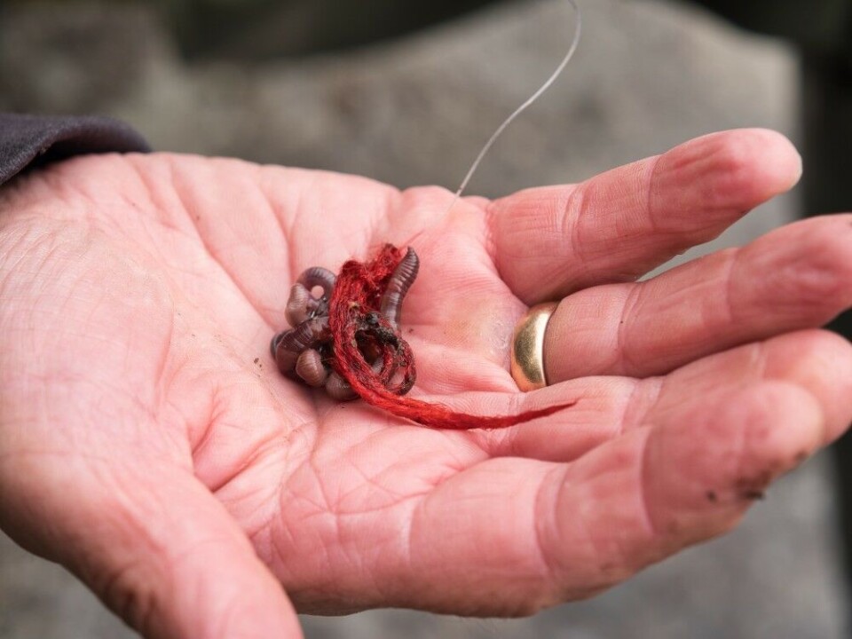 Laksefiskerne har ikke like mange agnvarianter som sluk- og fluefiskerne. Den mest kjente er den røde ulltråden som knytes rett over kroken. Laksefiskerne har ikke like mange agnvarianter som sluk- og fluefiskerne. Den mest kjente er den røde ulltråden som knytes rett over kroken.