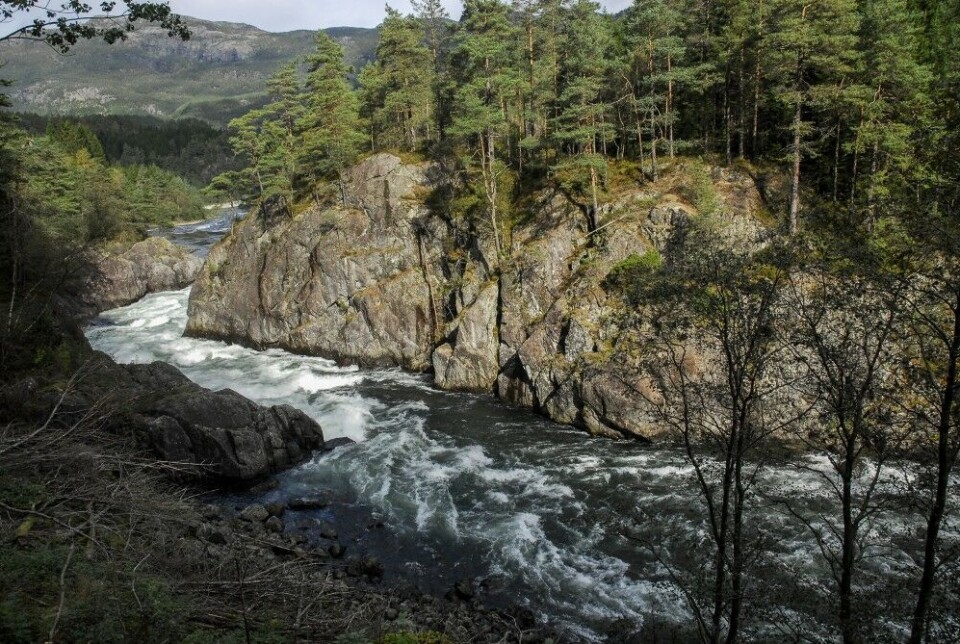 Suldalslågen er storlakselva framfor noen på Sør-Vestlandet. Suldalslågen er storlakselva framfor noen på Sør-Vestlandet.