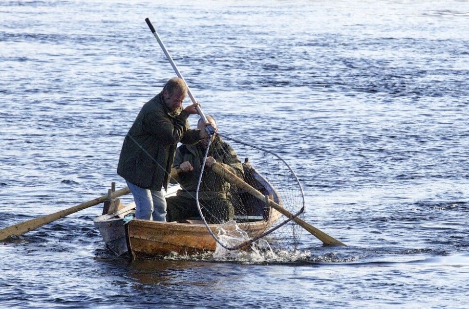 Nok en storlaks i håven i Drammenselva. Fisken ble kroket i halen, så fiskerne satt etter i båt for å berge fangsten Nok en storlaks i håven i Drammenselva. Fisken ble kroket i halen, så fiskerne satt etter i båt for å berge fangsten