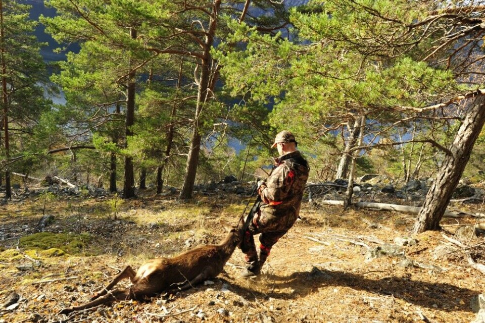 Rutsjeetappen nedover fjellsida. Rutsjeetappen nedover fjellsida.