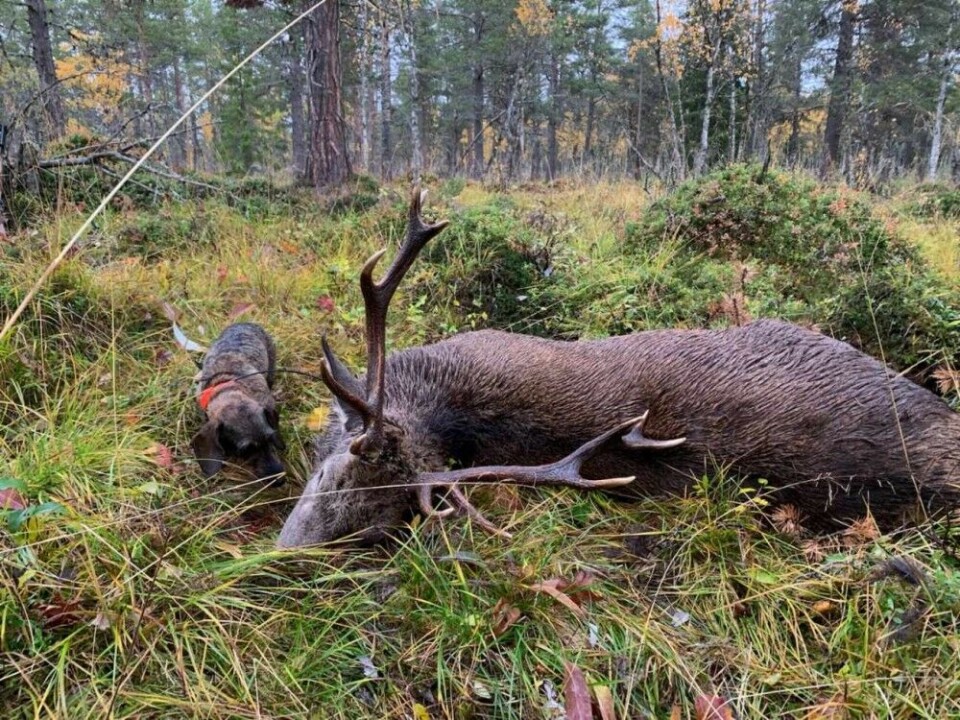 Denne bukken ble felt for Luna av Arnfinn Storli, hans første hjort felt for løs på drevet halsende hund. Denne bukken ble felt for Luna av Arnfinn Storli, hans første hjort felt for løs på drevet halsende hund.