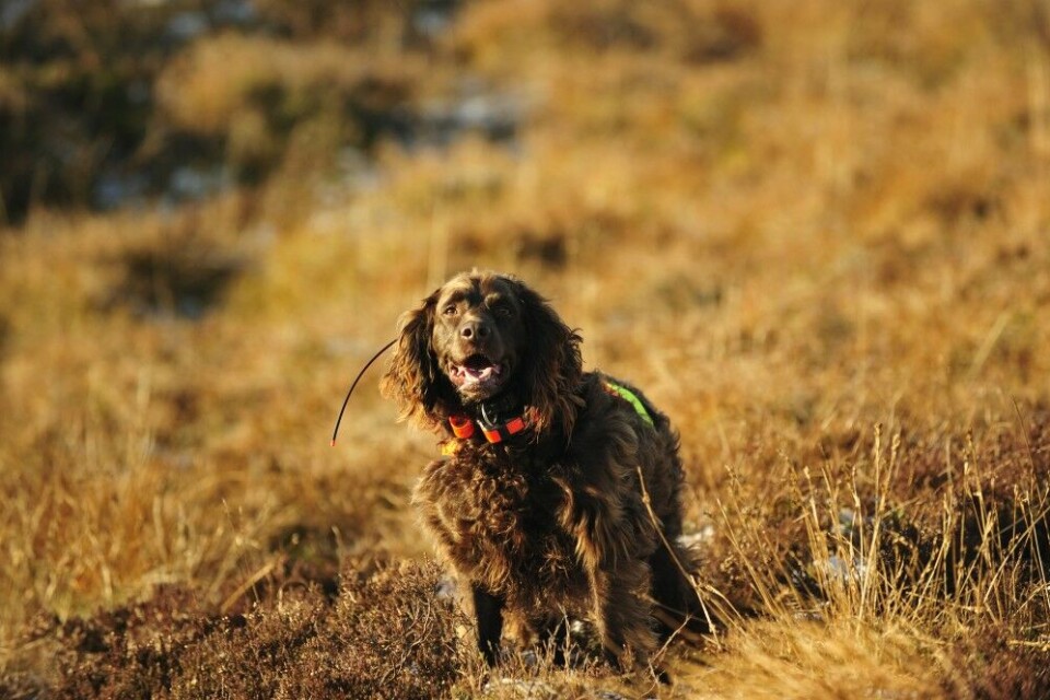 Med trange søk og korte lostider passer wactelhund ypperlig til hjortejakt på Vestlandet.