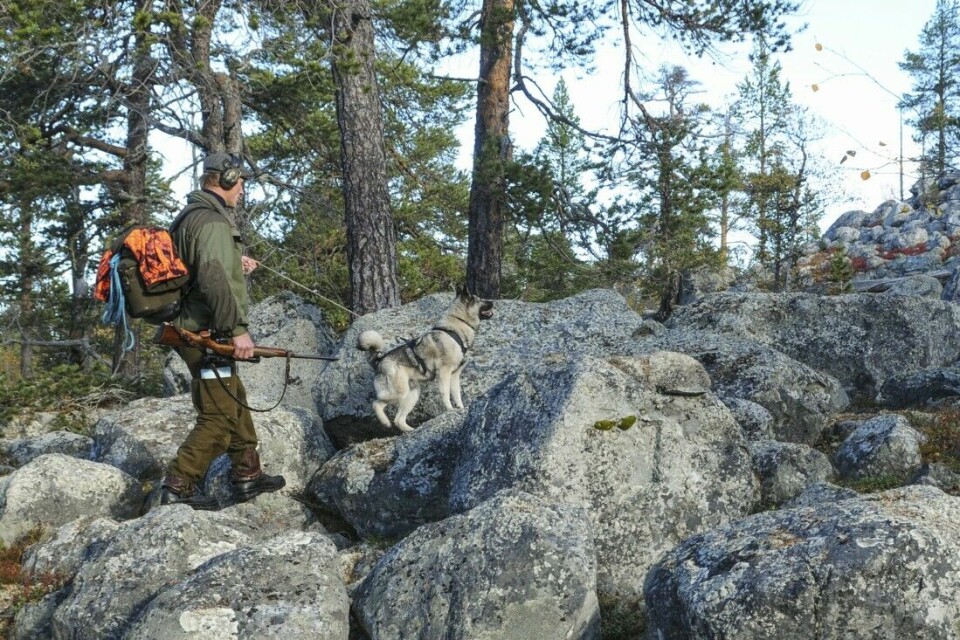 Rogenmorener, store og bratte rygger av stein og grus, er et karaktertrekk for landskapet på både norsk og svensk side i Femundsmarka. Bra fysikk som hundefører er en fordel her inne.