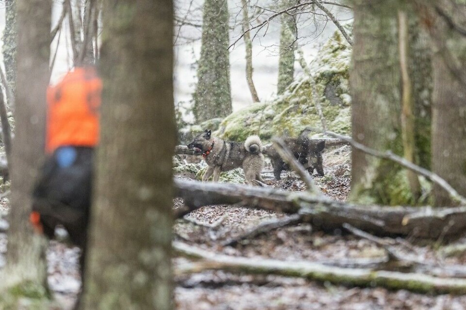 Knut Arne følger på og roper på hunden som blir opptatt av ham i noen sekunder. Dermed blir det litt avstand mellom hund og villsvinet, skuddsjansen byr seg. Knut Arne følger på og roper på hunden som blir opptatt av ham i noen sekunder. Dermed blir det litt avstand mellom hund og villsvinet, skuddsjansen byr seg.