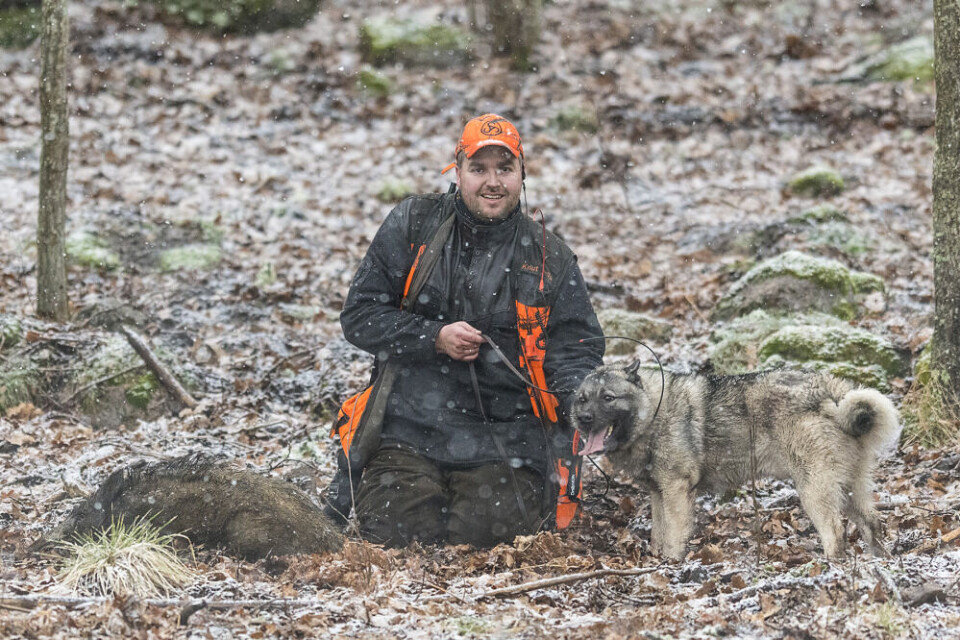 Stålos på villsvin gir mersmak for både hund og hundefører. Stålos på villsvin gir mersmak for både hund og hundefører.