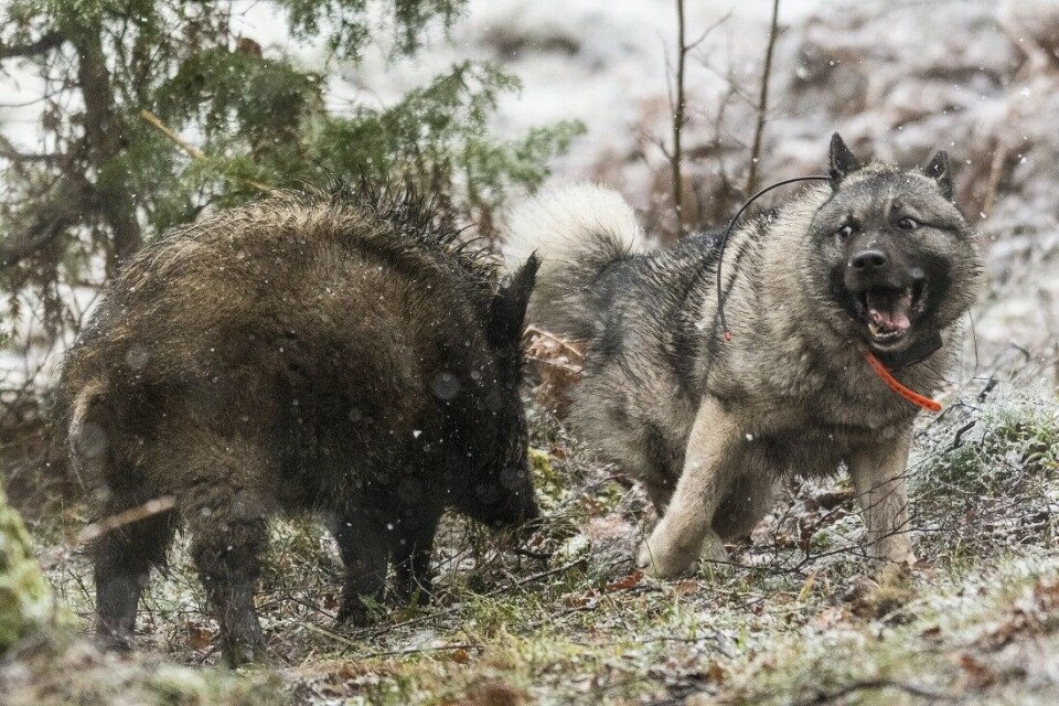 Stålos på villsvin