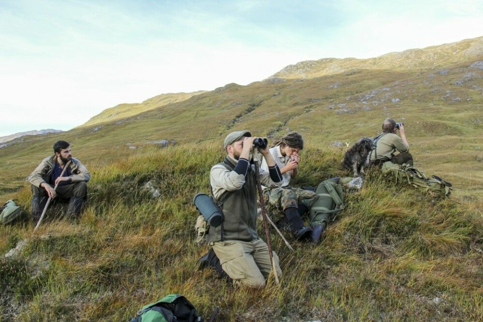 Håndkikkertene er flittig i bruk under hjortejakta i det skotske høyfjellet.