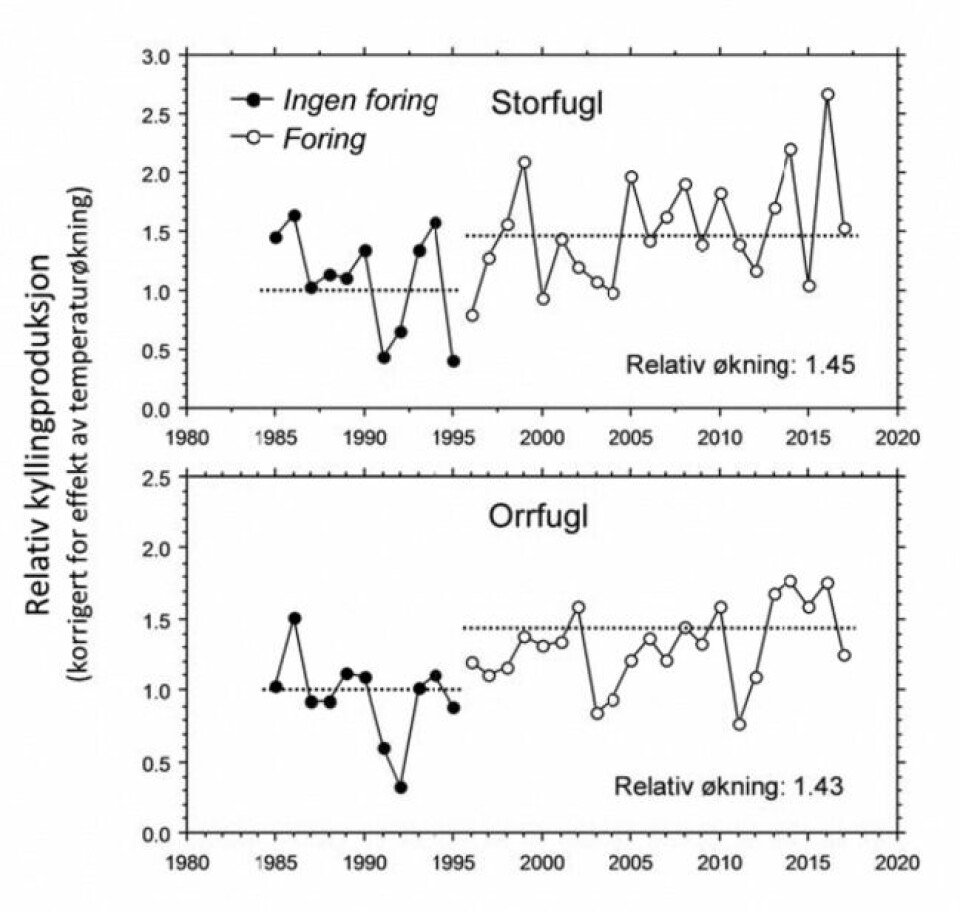 Sammenligning av hekkesuksess (kyllinger per hunnfugl) hos storfugl og orrfugl i Fjella i perioden før fôringen startet (1985–1995) og i perioden med predatorfôring (1996-2017).