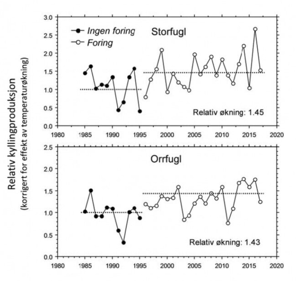 Sammenligning av hekkesuksess (kyllinger per hunnfugl) hos storfugl og orrfugl i Fjella i perioden før fôringen startet (1985–1995) og i perioden med predatorfôring (1996-2017). Sammenligning av hekkesuksess (kyllinger per hunnfugl) hos storfugl og orrfugl i Fjella i perioden før fôringen startet (1985–1995) og i perioden med predatorfôring (1996-2017).