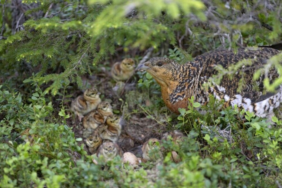Skogsfuglen er særlig utsatt for predasjon i perioden fra egglegging og de første ukene etter klekking. Her er ei røy med nyklekte kyllinger. Skogsfuglen er særlig utsatt for predasjon i perioden fra egglegging og de første ukene etter klekking. Her er ei røy med nyklekte kyllinger.