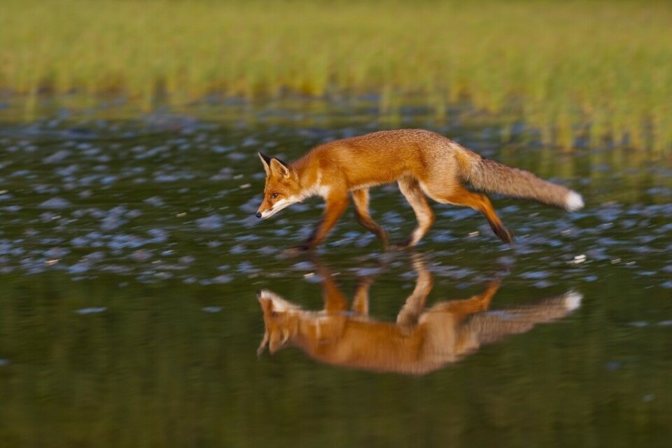 Rødreven er en nøkkelpredator som kan gjøre grove innhugg i bestandene av hønsefugl. Rødreven er en nøkkelpredator som kan gjøre grove innhugg i bestandene av hønsefugl.