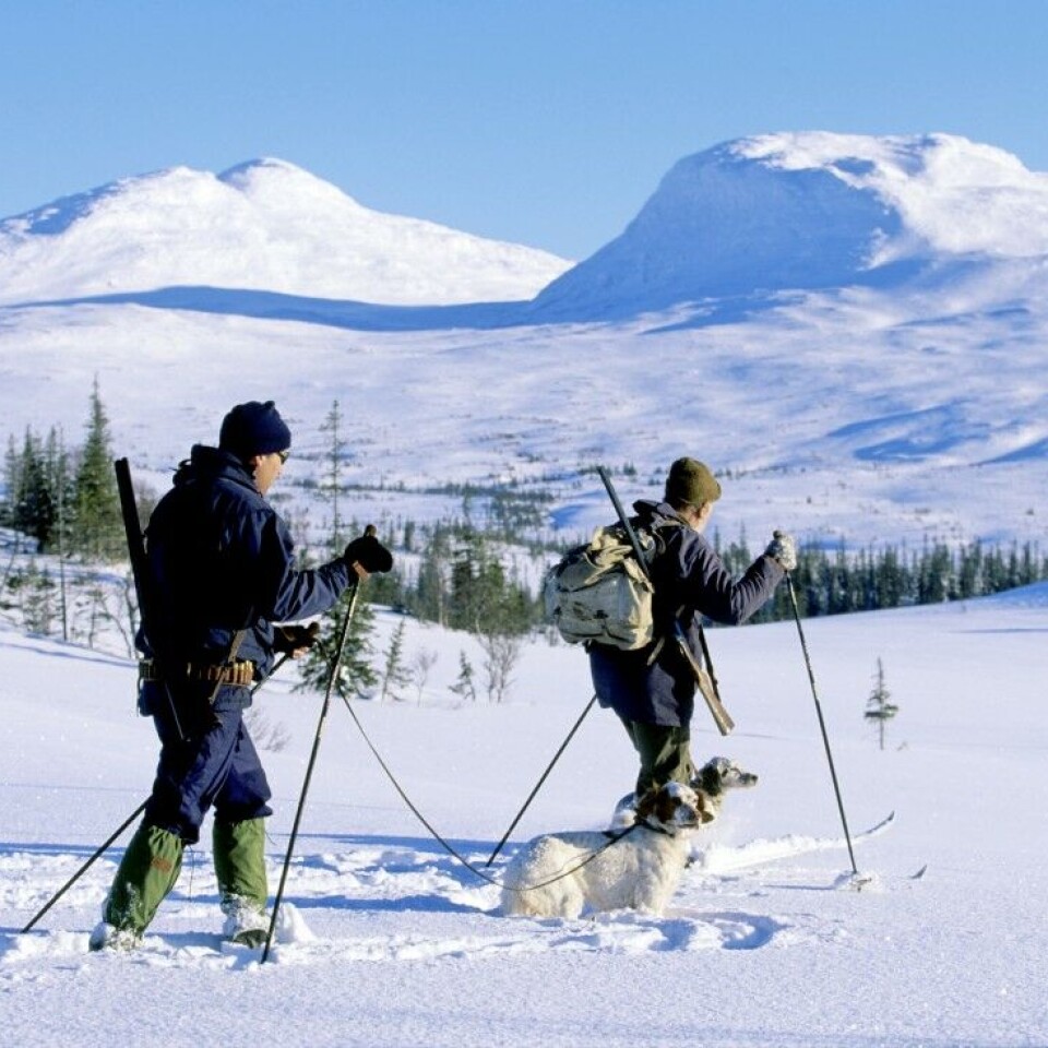Kunsten å jakte rype på vinteren