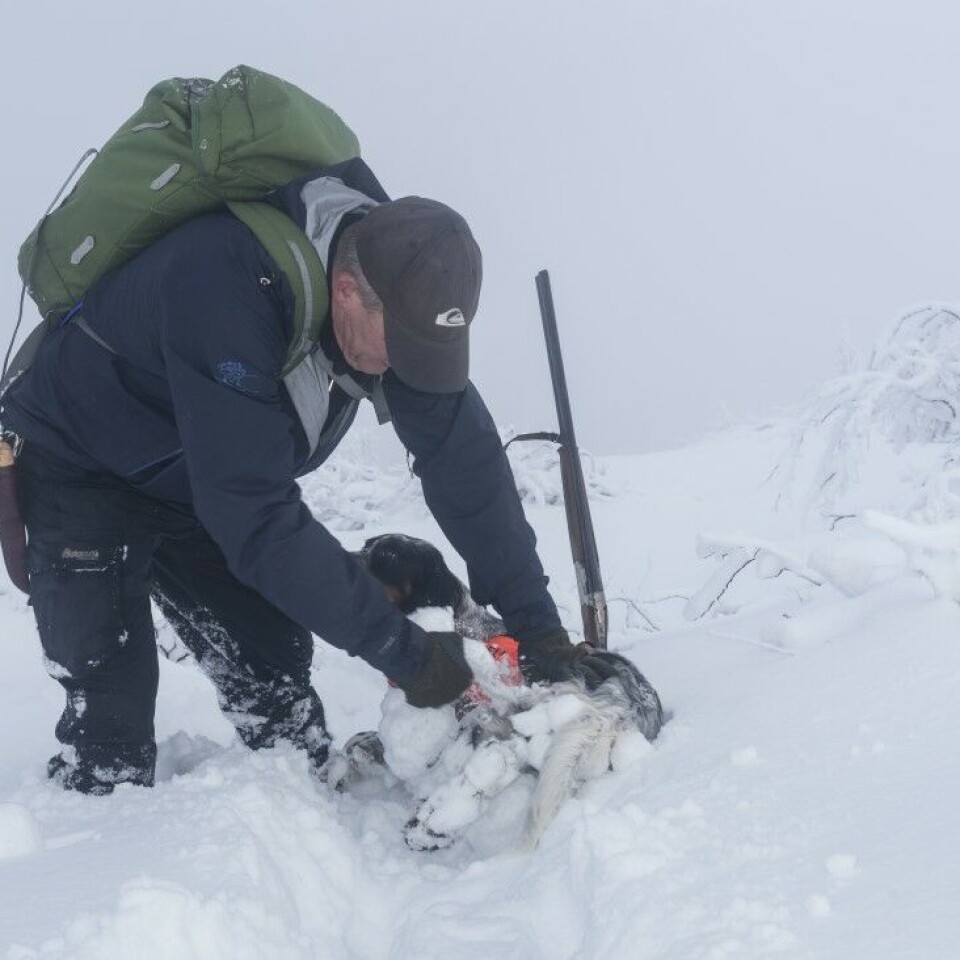 Hvordan takler du klabbeføre på rypejakta?