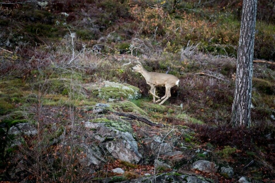 Plutselig kommer en ei rågeit i godt driv på riflehold fra posten, men Susanne Myhre unnlater å felle losdyr for annen manns hund. Plutselig kommer en ei rågeit i godt driv på riflehold fra posten, men Susanne Myhre unnlater å felle losdyr for annen manns hund.