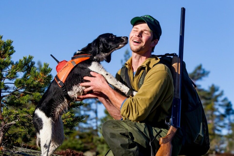 De beste skogsfuglhundene er som oftest i siste halvdel av livet. Mye handler om erfaring. Det sies gjerne at skogsfugljakt er for unge folk og gamle bikkjer. De beste skogsfuglhundene er som oftest i siste halvdel av livet. Mye handler om erfaring. Det sies gjerne at skogsfugljakt er for unge folk og gamle bikkjer.