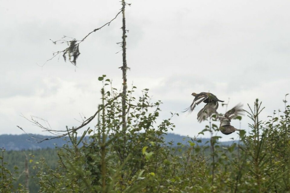 Kullene sitter ofte samlet tidlig i jakta, og liker seg godt i tettvokst småskog. Orrhanen til venstre på bildet har fortsatt litt igjen av sin brunspaglede kyllingdrakt.