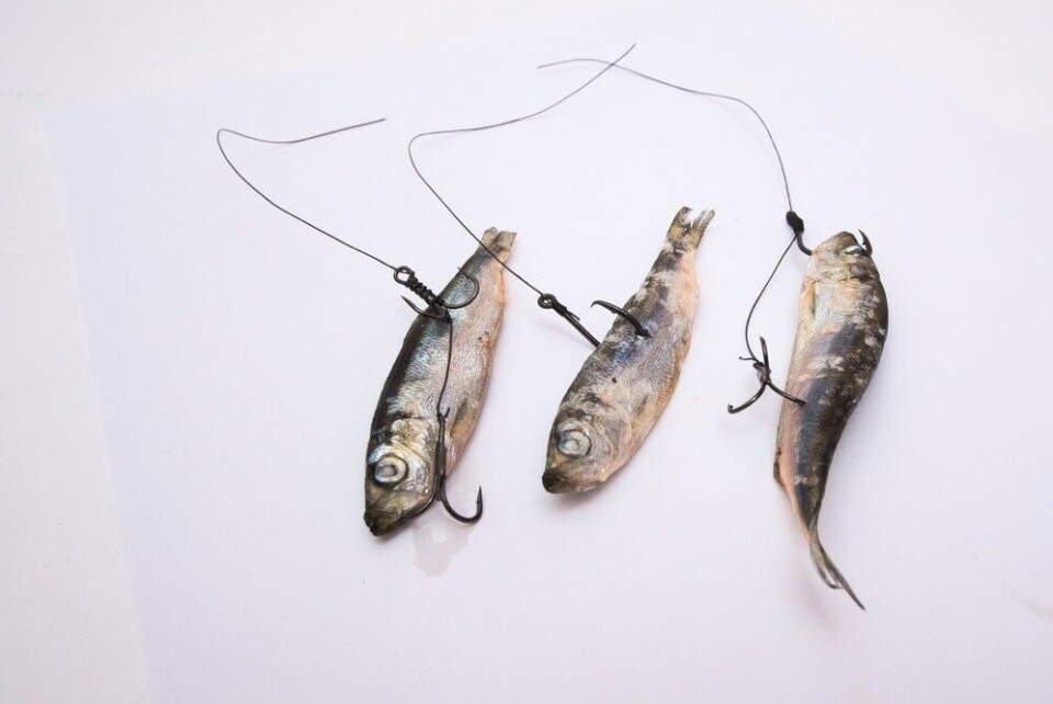 Bildet viser tre små brisling på 7–8 cm med tre forskjellige oppsett for feste. Fra Bildet viser tre små brisling på 7–8 cm med tre forskjellige oppsett for feste. Fra
