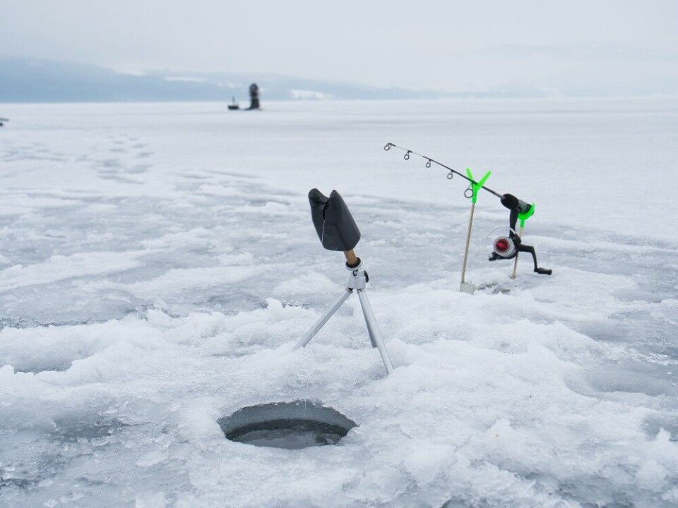 En ultralett isfiskestang står stødig i en stangholder med snøret over hjulet på en elektronisk nappvarsler. Denne sender radiosignal om noe skjer og gir fiskeren som sitter 50 meter unna full kontroll. Totalt kan fire varslere kobles opp til en mottaker. En ultralett isfiskestang står stødig i en stangholder med snøret over hjulet på en elektronisk nappvarsler. Denne sender radiosignal om noe skjer og gir fiskeren som sitter 50 meter unna full kontroll. Totalt kan fire varslere kobles opp til en mottaker.