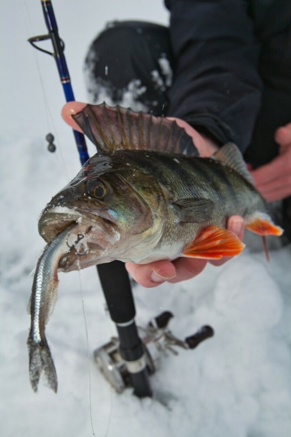Abboren er en notorisk fiskespiser, og går ikke av veien for en hel agnfisk. Plages du av mye småabbor kan en agnfisk som krøklen på bildet være en god løsning. Da får du oftest større fisk. Husk at du kan fiske med balansepilk mens agnfisken står og fisker for seg selv. Abboren er en notorisk fiskespiser, og går ikke av veien for en hel agnfisk. Plages du av mye småabbor kan en agnfisk som krøklen på bildet være en god løsning. Da får du oftest større fisk. Husk at du kan fiske med balansepilk mens agnfisken står og fisker for seg selv.