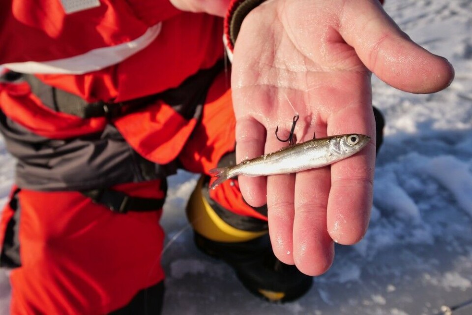 Mange innsjøer har strenge regler for bruk av agnfisk utenfra. Derfor er det viktig at man som fisker har tilgang på lokale agnfisk eller fanger dem selv på samme sted. Bildet viser en klargjort lagesild fra Mjøsa. I dette tilfellet jaktes det stor ørret på isen. Noen vann tillater bruk av brisling og sild, men dette er fiskerens ansvar å sjekke opp. Det er ikke lov å bruke levende agn i Norge. Mange innsjøer har strenge regler for bruk av agnfisk utenfra. Derfor er det viktig at man som fisker har tilgang på lokale agnfisk eller fanger dem selv på samme sted. Bildet viser en klargjort lagesild fra Mjøsa. I dette tilfellet jaktes det stor ørret på isen. Noen vann tillater bruk av brisling og sild, men dette er fiskerens ansvar å sjekke opp. Det er ikke lov å bruke levende agn i Norge.