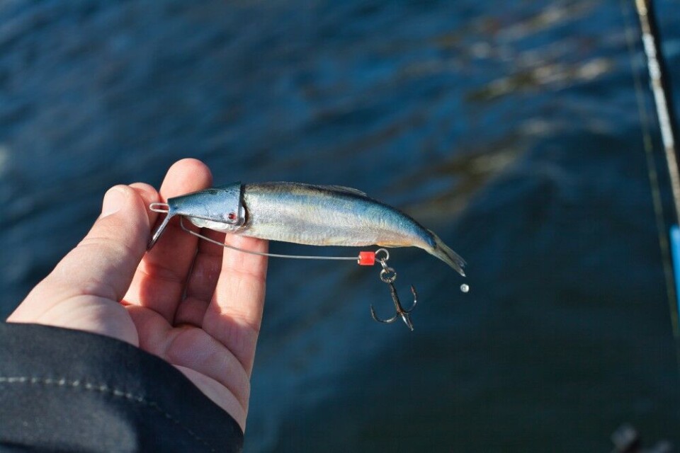 En av de enkleste formene for å dorge en hel agnfisk, er en agnskalle med wobblerskje og låsepinne. Agnfisk som denne brislingen er lett å feste og går forlokkende i vannet og kan brukes i alle vannlag i salt- og ferskvann. En av de enkleste formene for å dorge en hel agnfisk, er en agnskalle med wobblerskje og låsepinne. Agnfisk som denne brislingen er lett å feste og går forlokkende i vannet og kan brukes i alle vannlag i salt- og ferskvann.