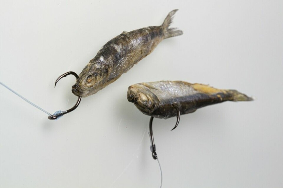 Hele agnfisk, slik som disse brislingene, har vært brukt så lenge vi mennesker har fisket med krok. Evnen til å lokke storfisk veier opp for bryderiet med å anskaffe og oppbevare agnet.